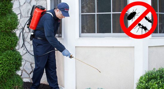 Şenpazar Fare İlaçlama böcek ilaçlama ve haşere kontrolü — ilaclama-tr.com